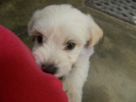 Yura (blanco en quechua)
